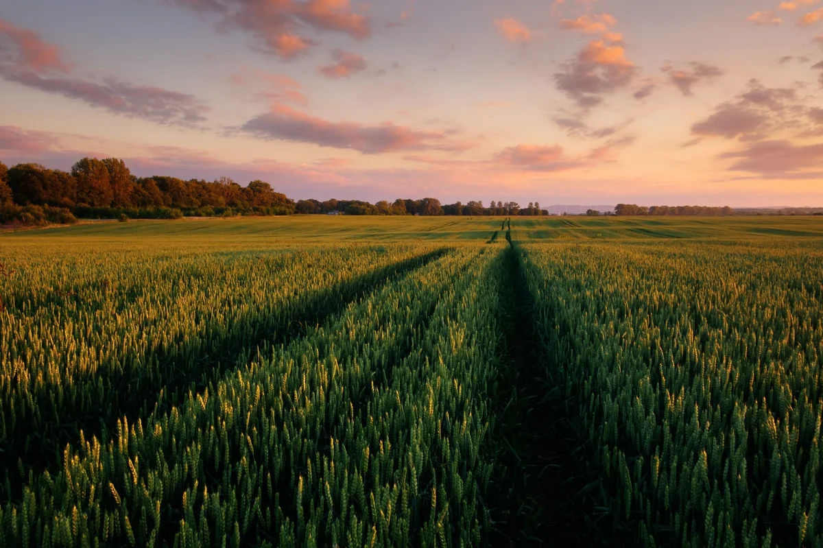 Marketing digital para agricultura y ganadería en Uruguay